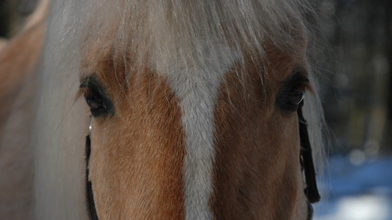 horse eyes